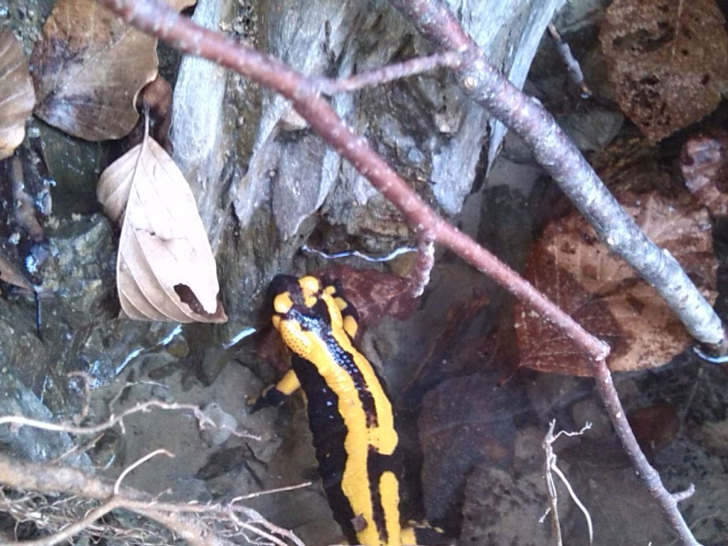 Salamandra pezzata dell''alta val Trebbia